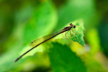 closeup of a dragonfly on a leaf with some parts in focus