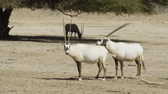 white oryx Oryx leucoryx in HiBar reserve Israel a male smells a female fleming