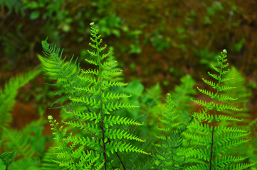 fern leaves forming a beautiful background