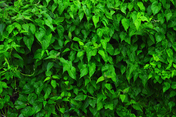 heart shaped leaves forming a beautiful pattern