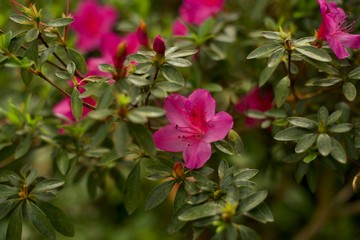 pink flowers in the garden