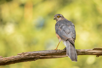 Fototapeta premium Sparrow hawk, bird of Prey