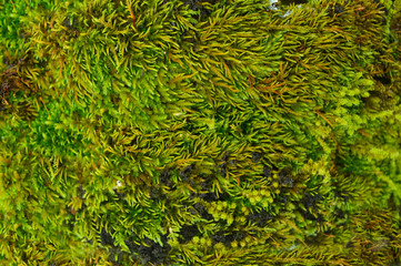 macro image of moss with some parts in focus