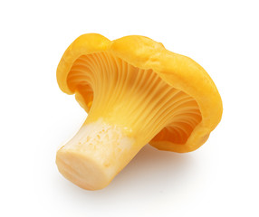 chanterelle mushroom isolated on white background