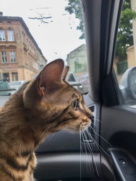 Pedigree, Purebred Bengal Cat Travels In The Car And Looks Through The Window. A Trip To The Veterinary Clinic For Veterinarian Examination. Tiger Coloring, Championship Winner. Travel With Animals.