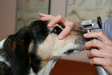 Hund bei Tirarzt
