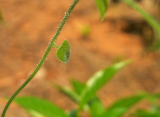 heart shaped leaf on a vine