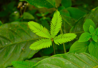 leaves of a touchmenot plant