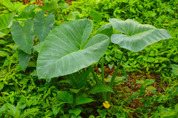 colocasia plants with huge leaves