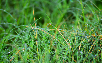 water on grass sparkling in the sunlight