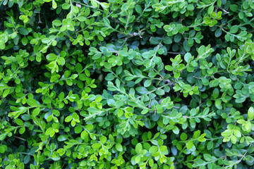 Fototapeta na wymiar close up green leaves background