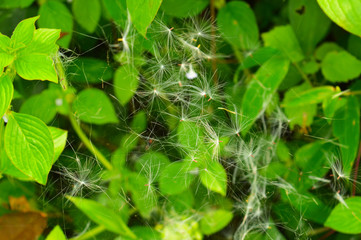 seeds trapped in  a spider web