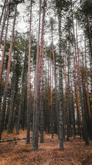 pine forest in autumn