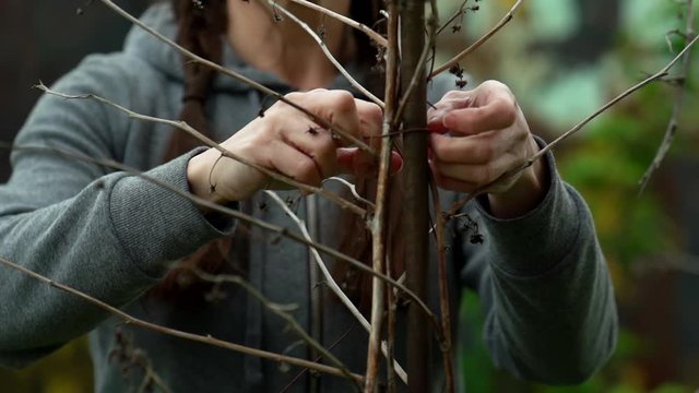 Female gardener tying up a raspberry Bush after winter. Garden care, gardening concept
