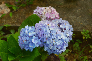 a beautiful flower with some parts in focus