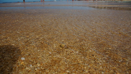 Sable et coquillages sous une fine coucher d'eau à la marée montante