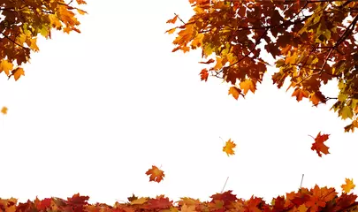  Autumn falling maple leaves isolated on white background © Lilya