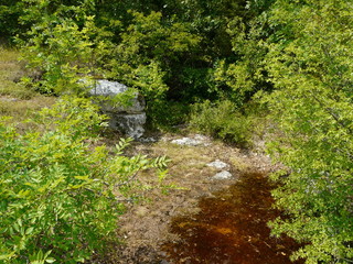 stone pathway in the forest