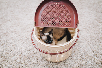 Phlegmatic and funny blue-eyed Siamese cat sitting in a plastic container. Cat games and habits....