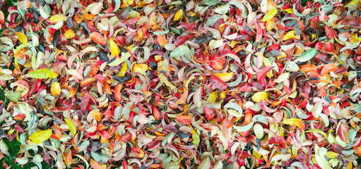 Autumn background. Background of autumn multicolored leaves.