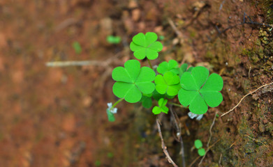 beautiful image of a three petaled leaf against brown mud background.