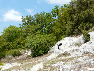 Fototapeta na wymiar mountain landscape with a tree