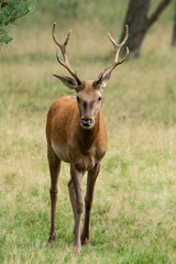 Naklejka na ściany i meble Deer, Red Deer, Mammal.
