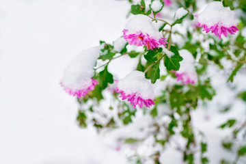 Beautiful pink chrysanthemums in the snow and frost in the winter garden.