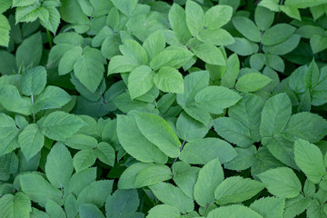 green leaves background