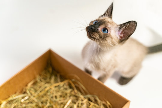 Purebred 2 month old Siamese cat with blue almond shaped eyes on box basket background. Thai kitten hiding in a box basket. Concepts of pets play hiding