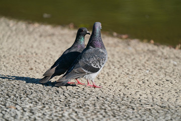 pair of rock dove