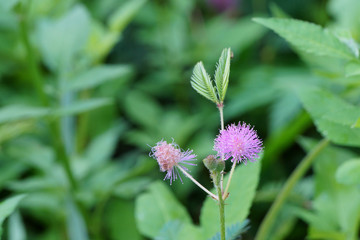 Mimosa pudica flower blooming in moring sunlight