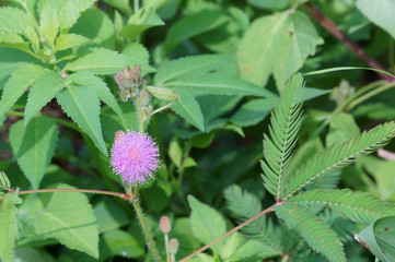 Pink mimosa pudica flower in bloom on green leaves