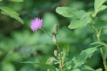 Pink mimosa pudica flower in bloom in the morning