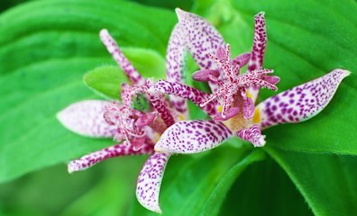 Nakrapiany kwiat trójsklepki owłosionej (Tricyrtis hirta) 