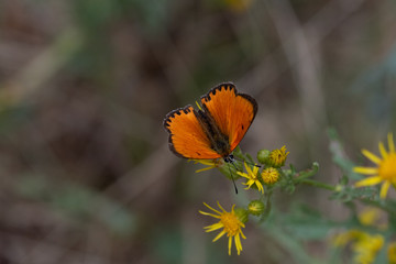 Mariposa manto de oro