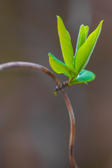 a fresh branch with green leaves in the forest