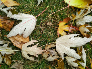 Water drop on autumn leaf. Drops of rain in the morning glow in the sun.