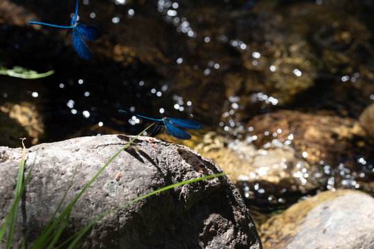 Vuelo de libelulas azules