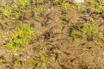 Tadpoles clear water nest, up in the mountains