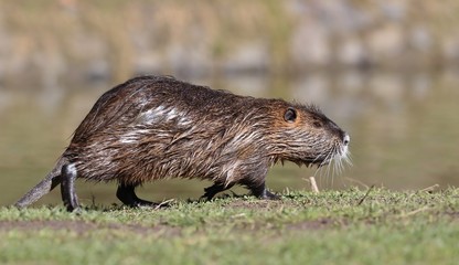 Adult river coypu in the nature habitat (Myocastor coypus) wet nutria running along the shore.