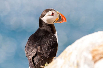 Papapgeientaucher - Puffin - fratercula arctica
