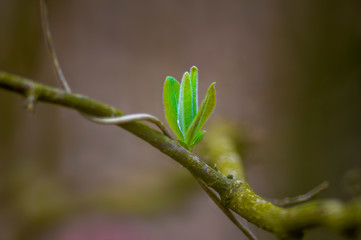 a fresh branch with green leaves in the forest