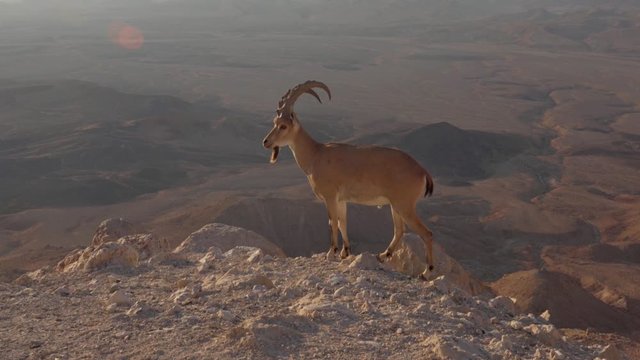 Majestic nubian ibex mountain goat on a cliffside path, Negev Desert Israel