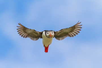 Papapgeientaucher im Flug