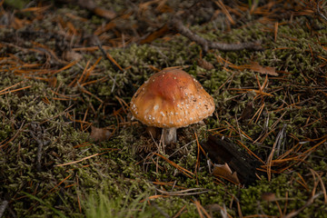 fly agaric