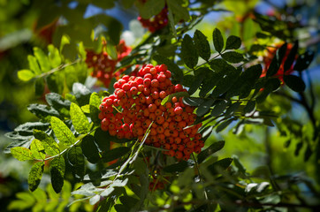 red rowan berries in green leaves in summer