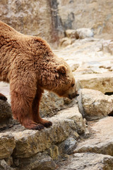 Brown bear 