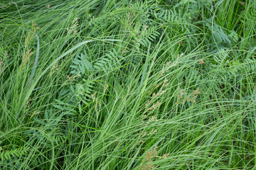 Fototapeta premium close up of green grass