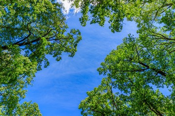 Frame green tree branches against the blue sky. Natural nature trees and blue sky. Copy space. Tree...